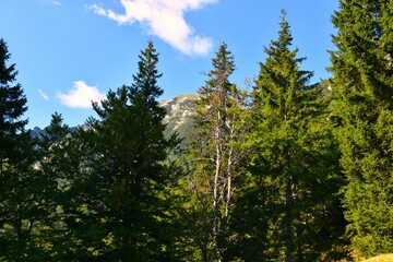 Fototapeta premium Mountain conifer spruce (Picea abies) forest near Kepa in Karavanke, Slovenia