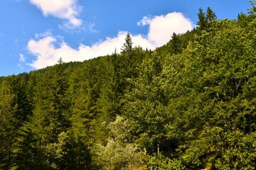 Mixed coniferous and broadleaf, deciduous forest in Karavanke, Slovenia