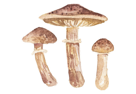 Abstract watercolor illustration of autumn mushrooms. Hand drawn nature design elements isolated on white background.