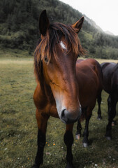 Wunderschönes Pferd auf grüner Alm