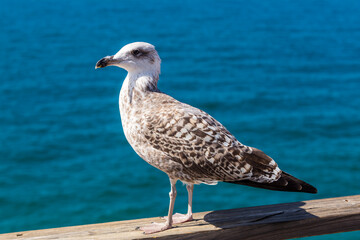 Möwe