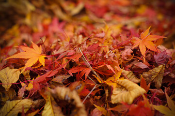 Feuilles d'érable tombées à l'automne