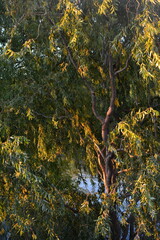  Imponente Sauce llorón otoñal, árbol, hojas, caer, naturaleza, hojas, ciclos, amarilla, bosque, árbol, follaje, anaranjada, paisaje, rojo, color, al aire libre, dorada,soleado