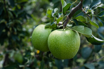 Granny Smith apple variety