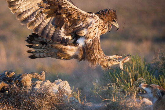 Aquila fasciata flying near field