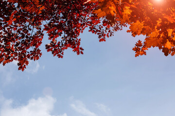 Natural autumn background. Red oak leaves against the background of the sunset sky. Background for design. Bottom view