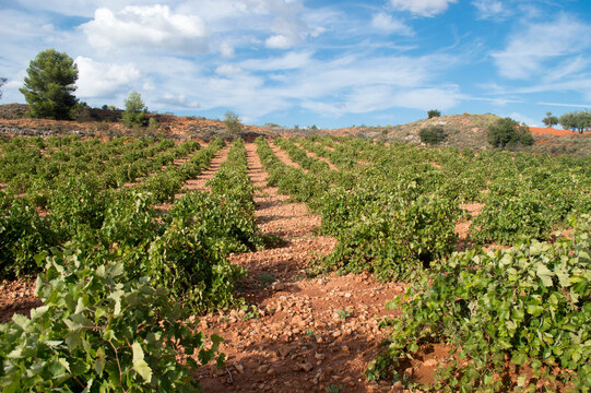 Vi&ntilde;edo espa&ntilde;ol