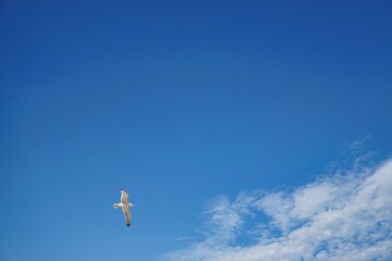 A white seagull soars freely in the blue sky towards the white clouds.