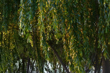 Sauces llorones ,árbol, naturaleza, bosque, verde, árbol, cielo, hojas, hojas, primavera, verano, luz solar, follaje, paisaje, al aire libre, nativo, ambiente