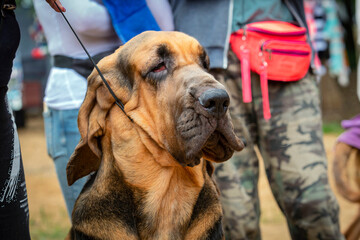 The Bloodhound is a large hunting dog at a dog show - obrazy, fototapety, plakaty