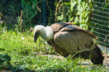 Griffon vulture, Eurasian griffon in the Paris zoologic park, formerly known as the Bois de...