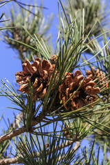 Pinhas de um pinheiro bravo