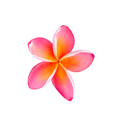 Fototapeta premium Pink plumeria