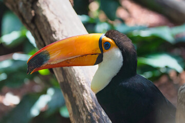 The toucan closeup shot in the Paris zoologic park, formerly known as the Bois de Vincennes, 12th...
