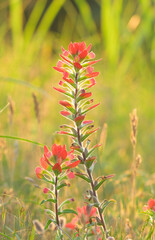 Bright red Indian Paintbrush flowers backlit by spring evening sun, contrasting with grassy green background - 646527220