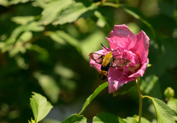 Snowberry clearwing moth feeding on a deep pink Hibiscus flower - 646527226