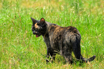 Orange and black tortie cat walking in tall grass on a hot spring day, panting