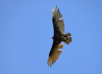 Turkey vulture soaring against clear blue sky, looking for food - 646527285