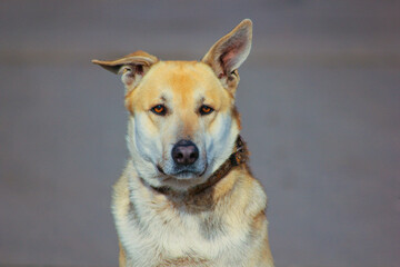 Red dog on a gray background, domestic beautiful dog, guard, four-legged friend, serious look. Close-up.