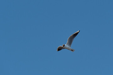 Fototapeta premium The bird flies across the blue sky with its wings spread. A seagull soars in the air on a clear day.