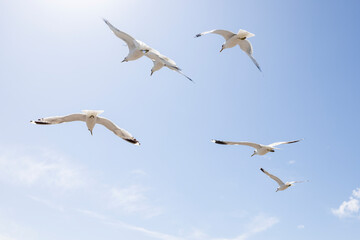 A flock of seagulls flying over the sky - 646528062
