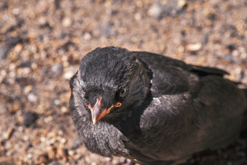 Jackdaw chick sitting on the ground, close up.