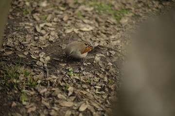 tordo