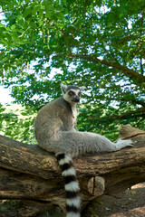 lemur on tree chilling