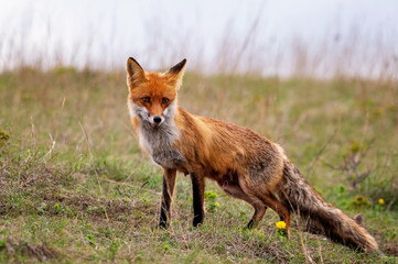 Red fox Vulpes vulpes in the wild