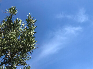 Immortal olive tree with its ever-sweet green colour. Blue and bright sky...