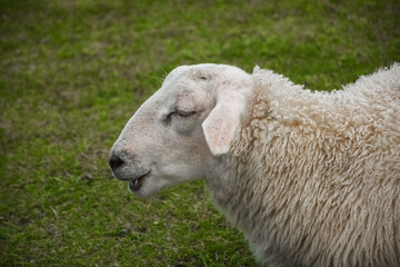 Naklejka na ściany i meble Cute sheep in the green meadow of Lofoten Islands, Norway