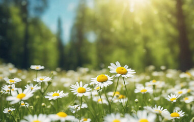 Beautiful blurred spring background nature with blooming glade chamomile, trees and blue sky