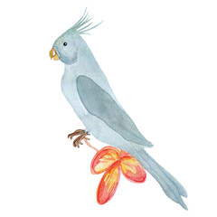 Watercolor illustration of a blue watercolor parrot with a plumeria flower on a white background. Parrot on a branch, flowers, tropical bird