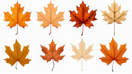 Obraz premium Collection of colorful autumn maple leafs on white background, drawing, for design. Color maple leafs set, illustration.