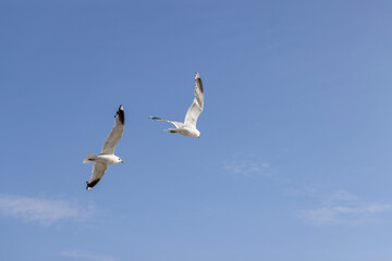 A couple of seagulls flying over the sky - 646530061