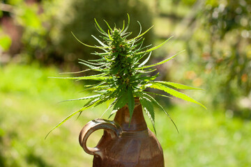 blooming marijuana flower in clay jug closeup