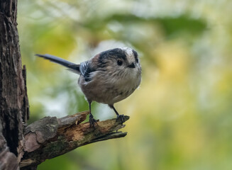 Cute little long tailed tit, a very sweet small pink, white and  black woodland bird in the forest 