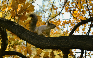 Curious cute squirrel sits on a branch of an autumn tree