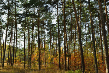 Fototapeta na wymiar The tall, slender trunks of the pine trees in the autumn woods under the evening sun