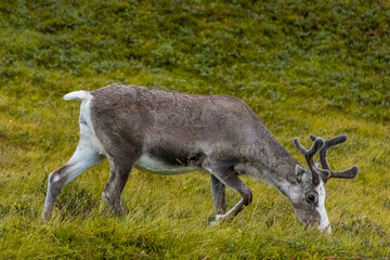 Naklejka na ściany i meble Wild young reindeer in Norway tundra