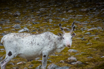Wild white reindeer in the tundra of Knivskjellodden,  Norway
