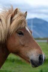 Obraz premium Icelandic horse, brown, in a meadow in Iceland. Portrait