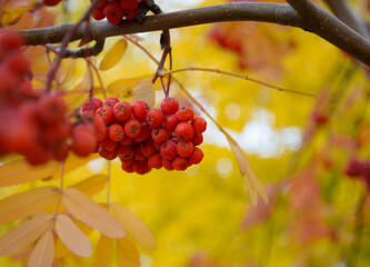 A bunch of ripe red mountain ash on a branch and the yellow color of the autumn leaves behind