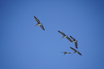 Flock of Pelicans Soaring over the Ocean