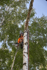 Fototapeta premium Tree surgeon. A man removes a birch tree