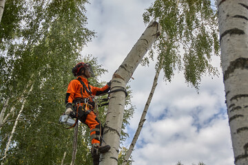 Tree surgeon. A man removes a birch tree