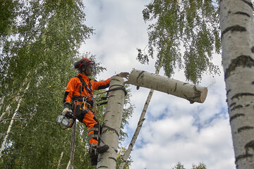 Tree surgeon. A man removes a birch tree