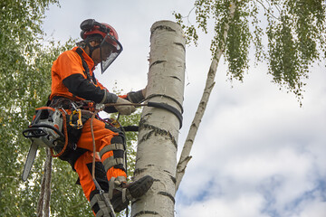 Tree surgeon. Working with a chainsaw. Sawing wood with a chainsaw.	