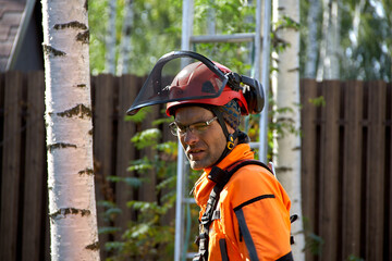 Tree surgeon. A man removes a birch tree