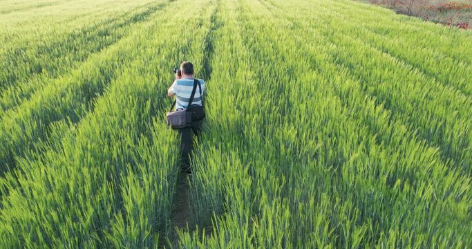 Male nature photographer taking photos of green wheat field during spring windy weather at sunrise, aerial cinematic shot